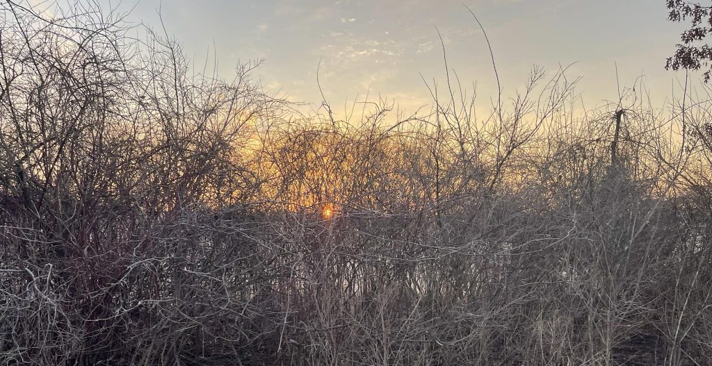 Sunset behind dense, leafless shrubs and trees. The sky is streaked with warm hues of orange and yellow, casting a soft glow over the bare branches, echoing resilience in nature's cycle despite its suffering.